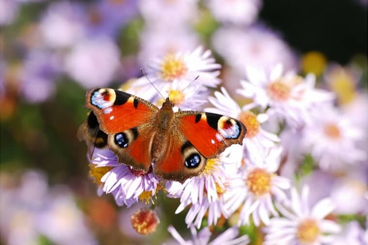 Is that butterfly really a symbol?