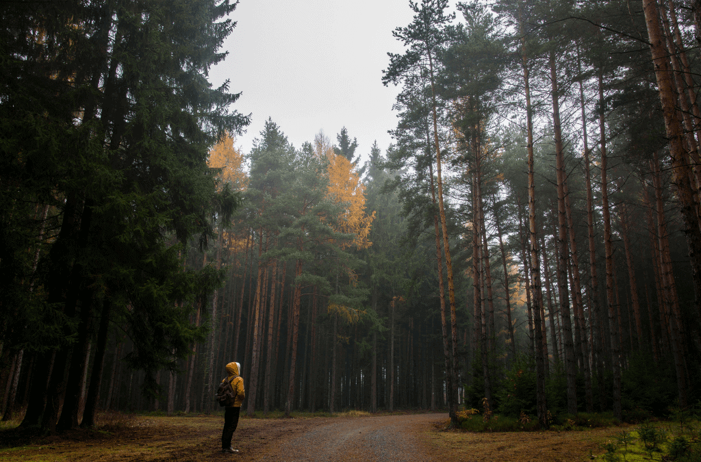 Journey with Guides: Mystical Connections to Soul Guides and Divine Teachers