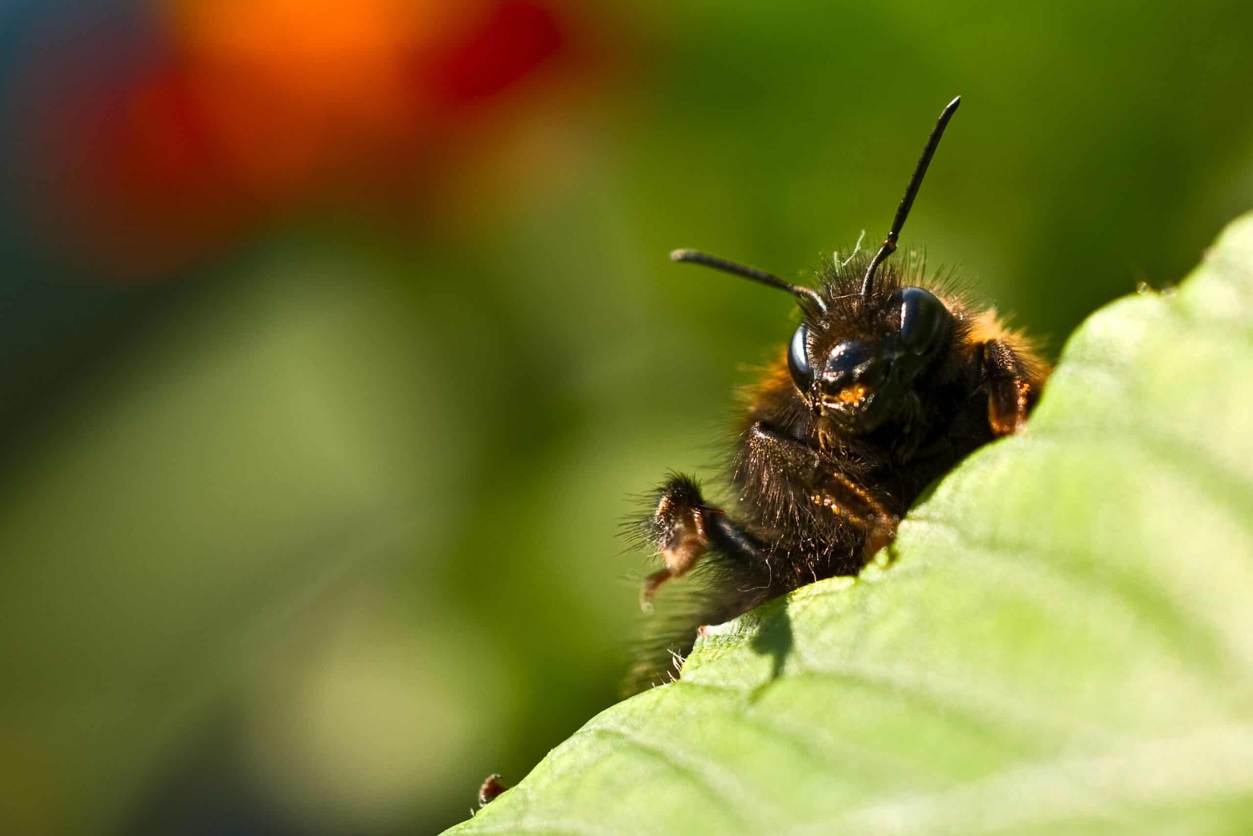 The Symbolic Spiritual Meaning Of A Bumblebee