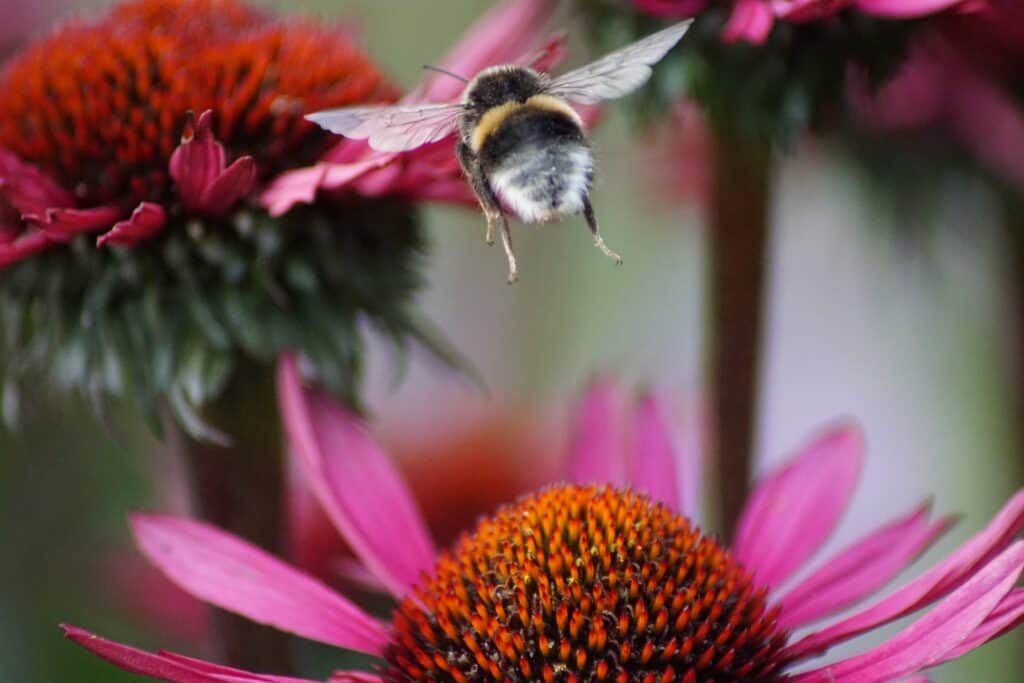 a bumblebee flying away from a flower