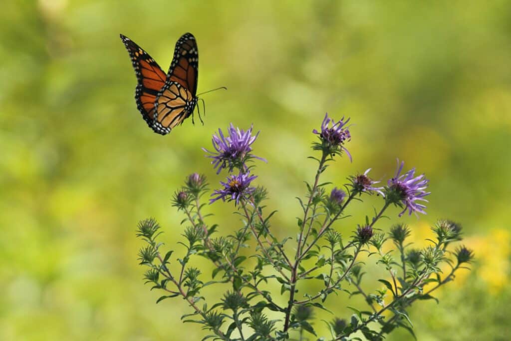 butterfly flying by