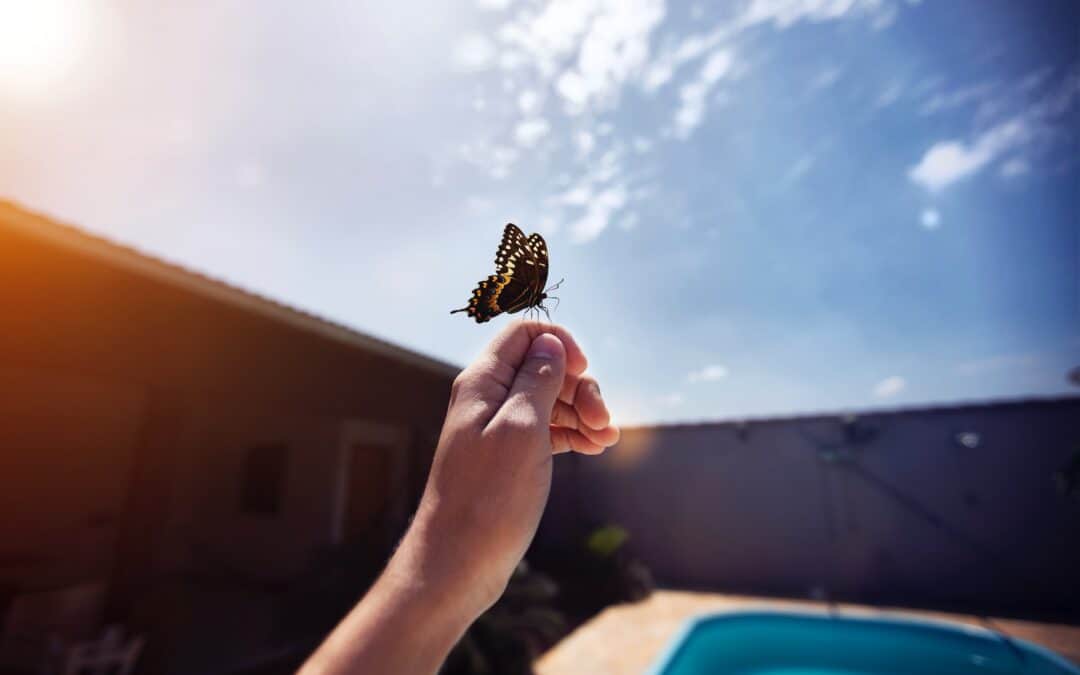 butterfly on a person's hand